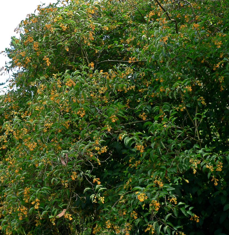 Orange Jessamine photo 5