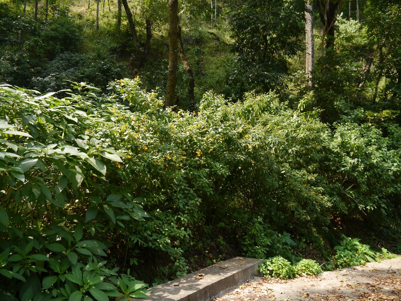 Orange Jessamine photo 6