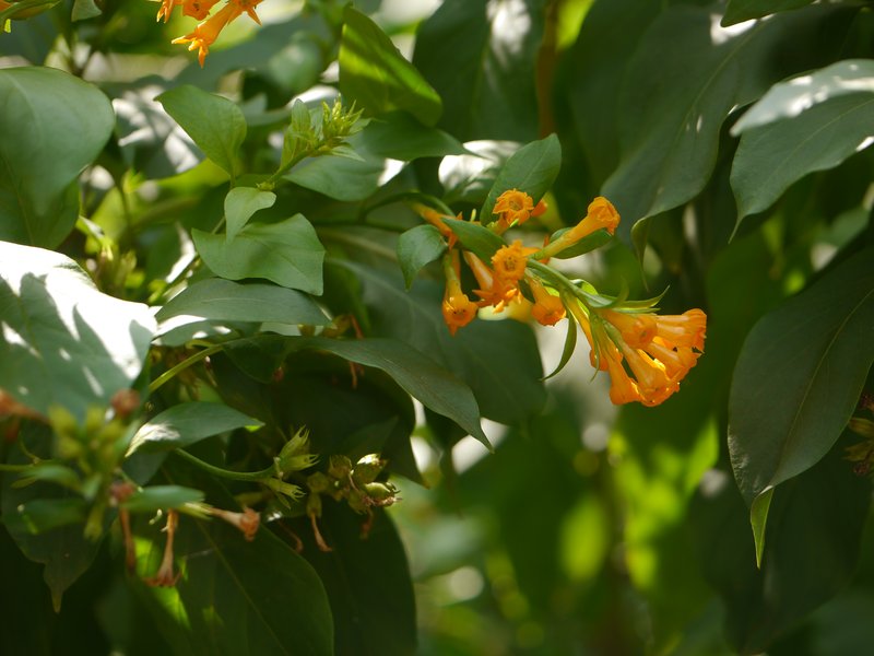 Orange Jessamine photo 7