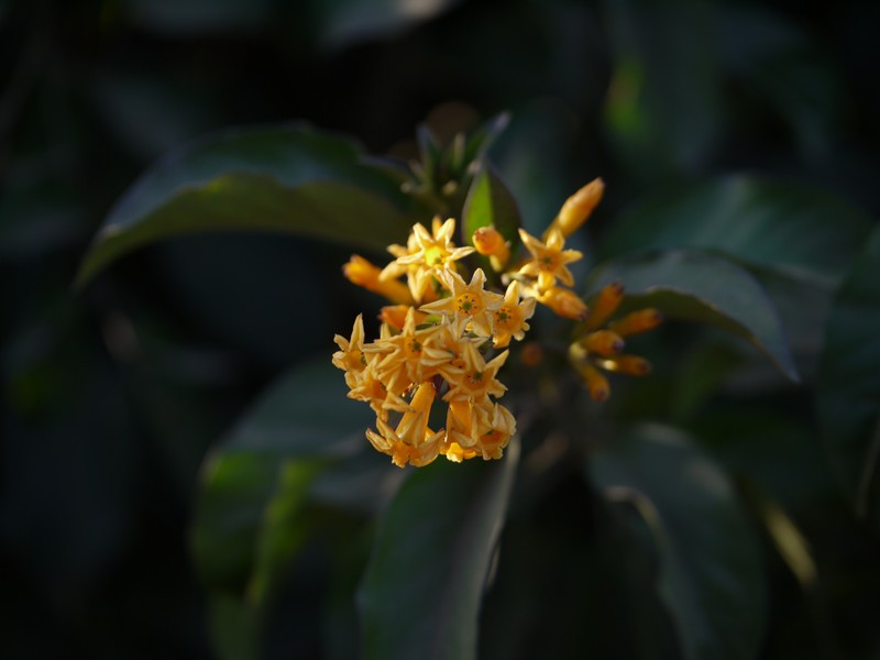 Orange Jessamine photo 8