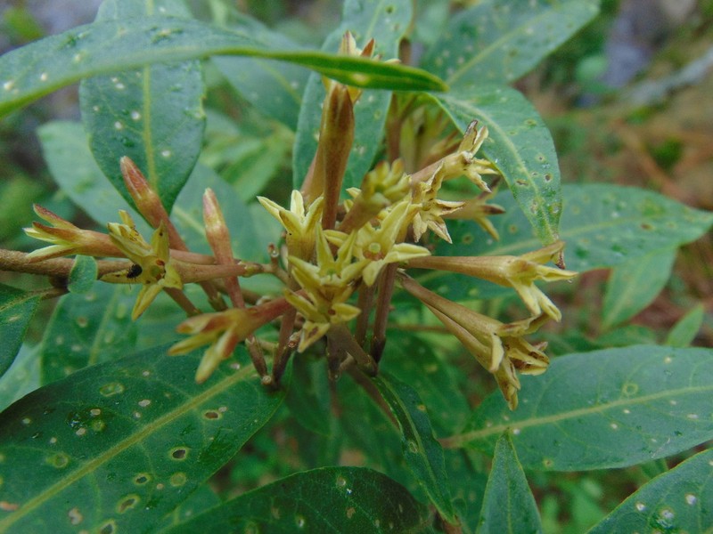 Cestrum commune