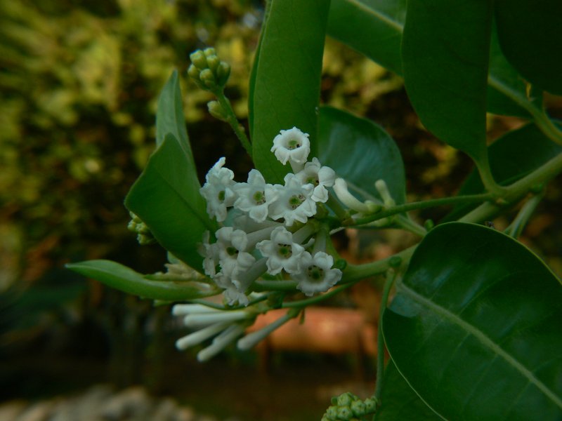 Day Jessamine photo 2