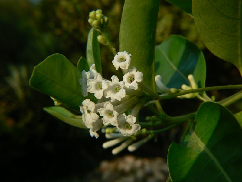 Day Jessamine photo 3