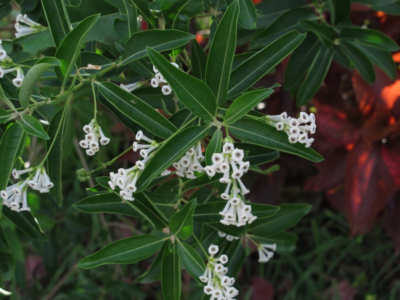Day Jessamine photo 6