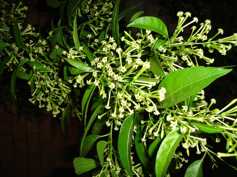 Night Jessamine photo 2