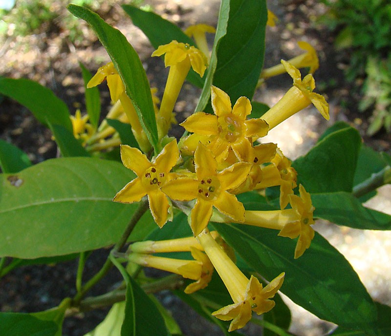 Chilean Jessamine