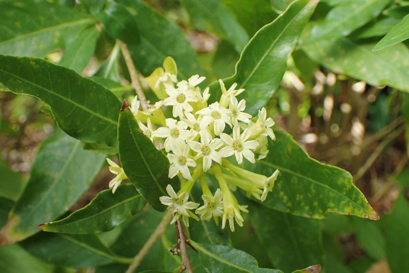 Chilean Jessamine photo 2