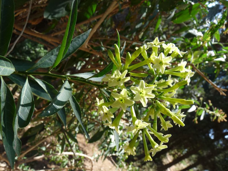 Chilean Jessamine photo 3
