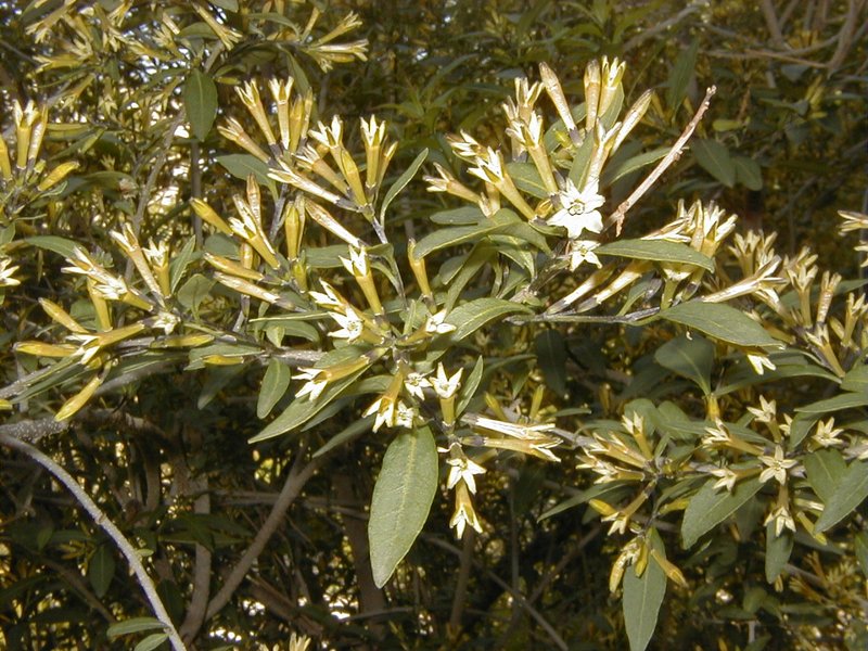 Chilean Jessamine photo 4