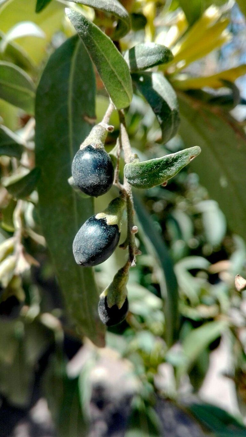 Chilean Jessamine photo 5