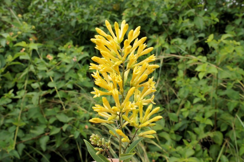 Chilean Jessamine photo 6