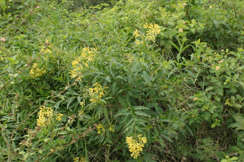 Chilean Jessamine photo 8
