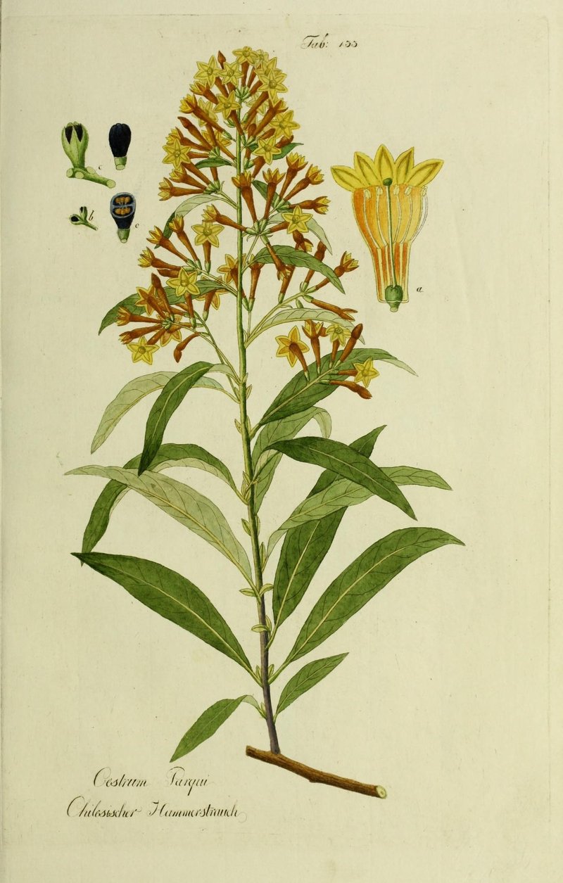 Pussywillow Jessamine