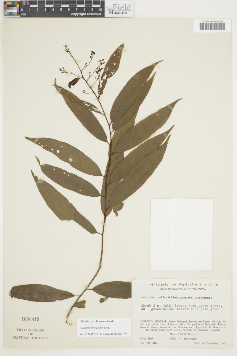 Pussywillow Jessamine photo 2