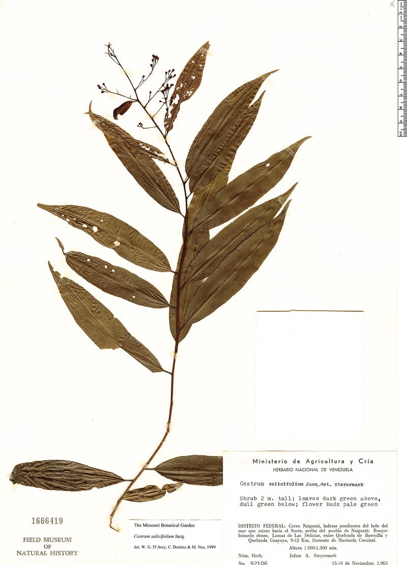 Pussywillow Jessamine photo 3