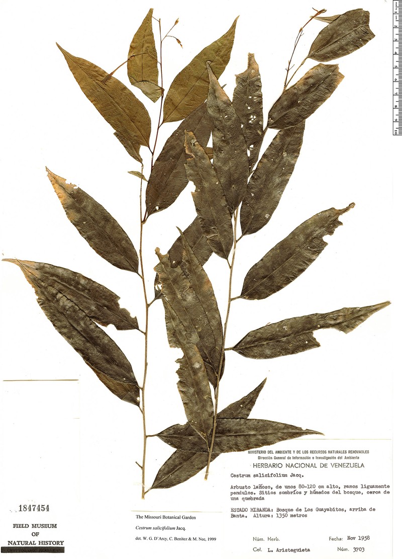 Pussywillow Jessamine photo 4