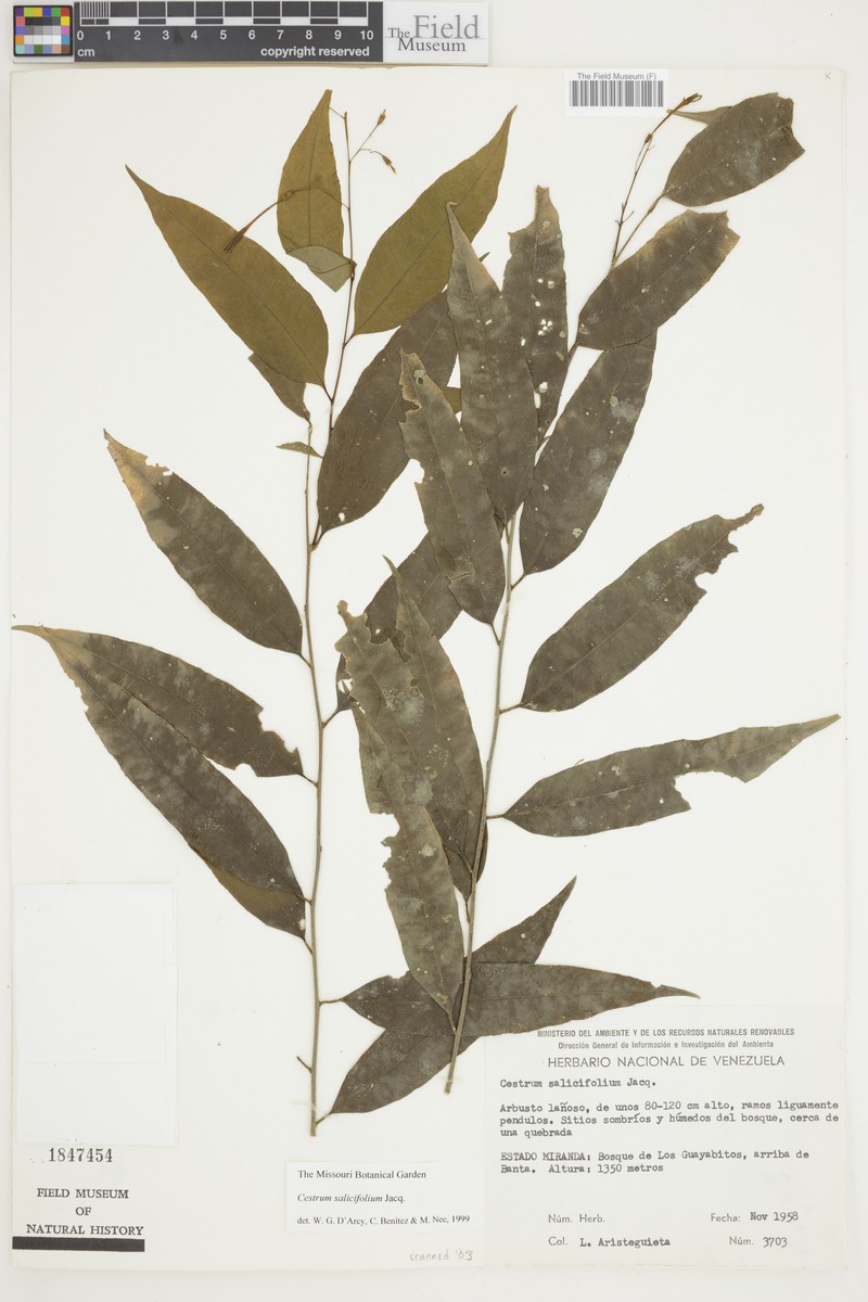Pussywillow Jessamine photo 5