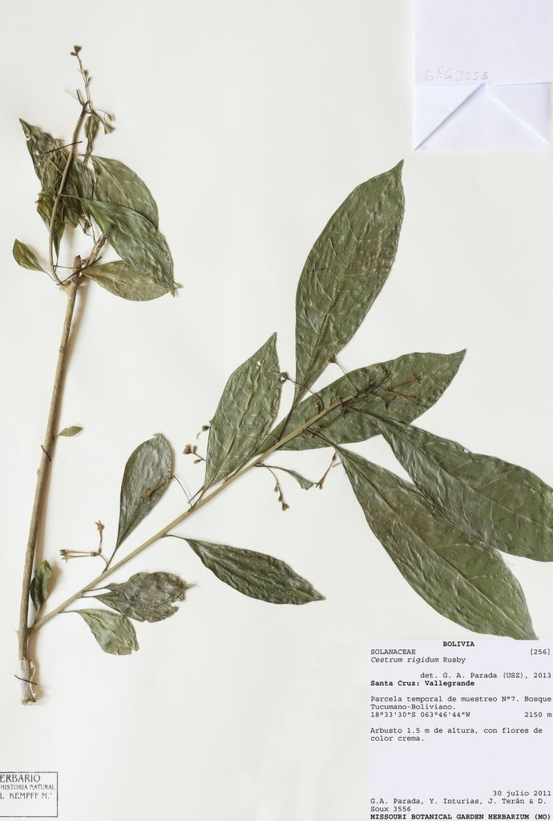 Cestrum sparsiflorum