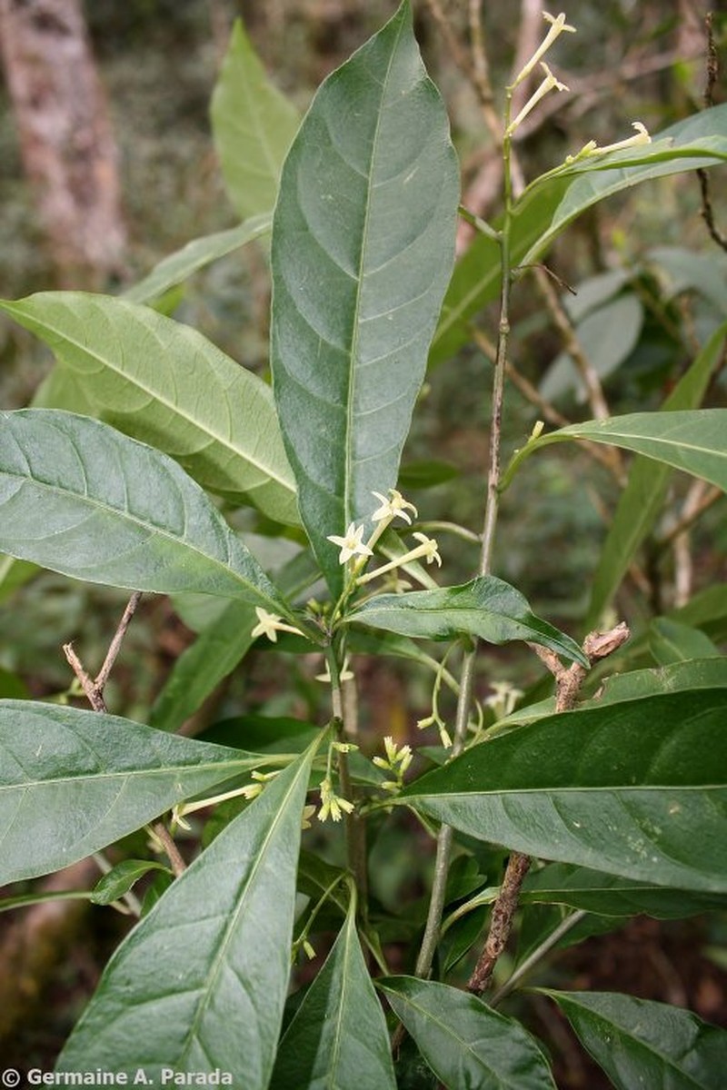 Cestrum sparsiflorum photo 2