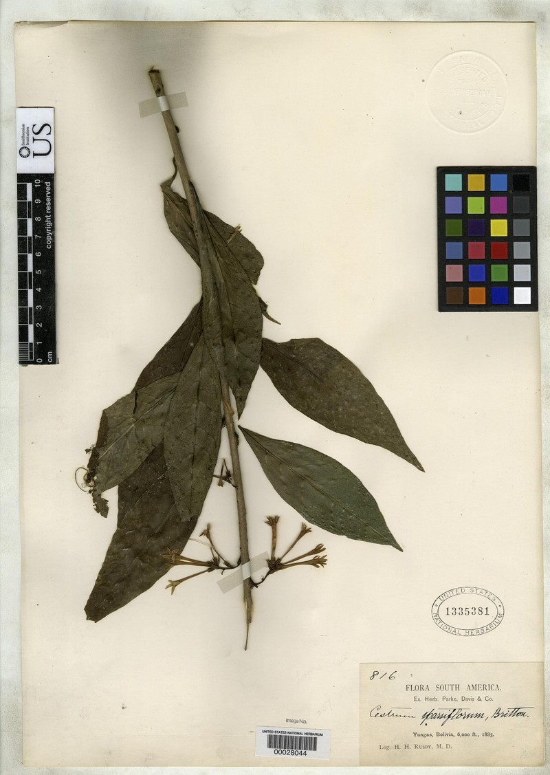 Cestrum sparsiflorum photo 3