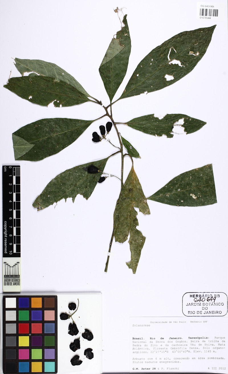 Cestrum subumbellatum