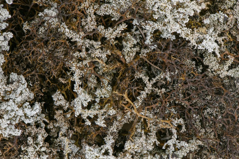 Cetraria aculeata