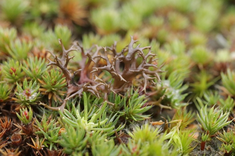 Cetraria aculeata photo 2