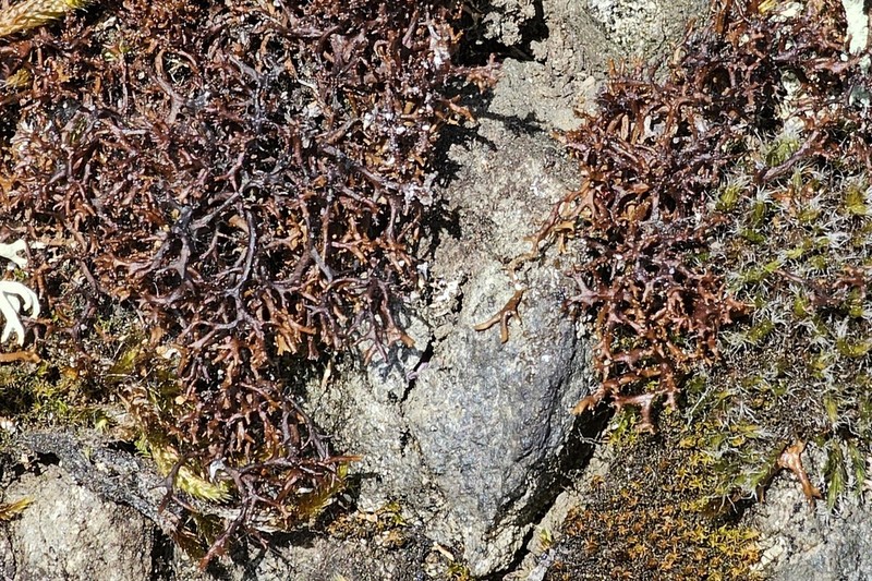 Cetraria aculeata photo 4
