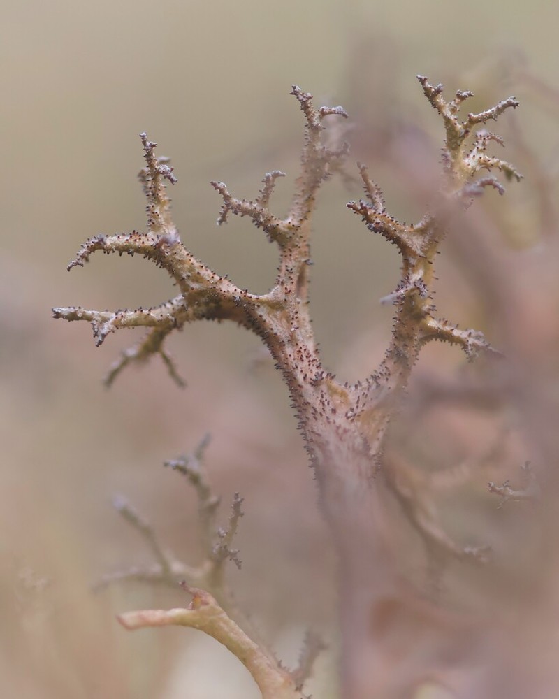 Cetraria aculeata photo 5