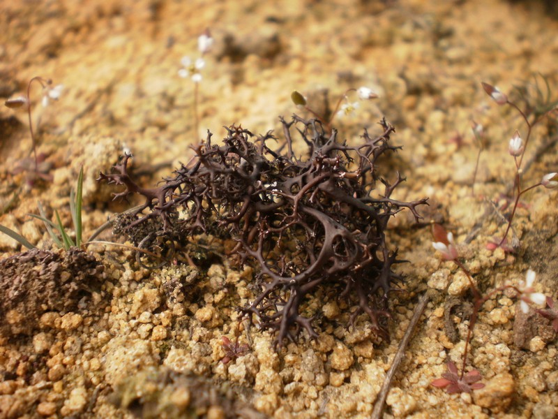 Cetraria aculeata photo 6