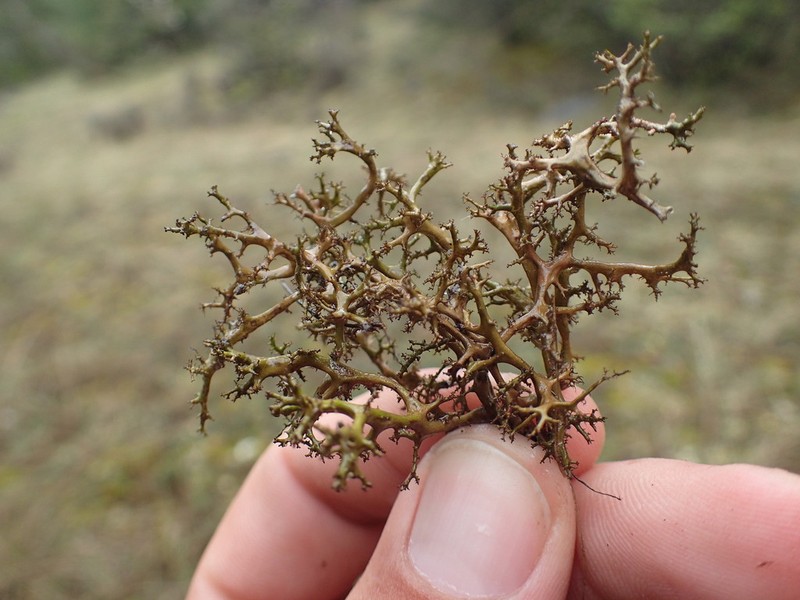 Cetraria aculeata photo 8