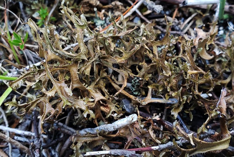 Sandwort Cetraria Lichen