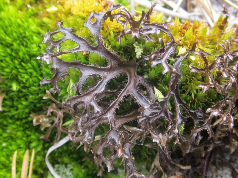 Sandwort Cetraria Lichen