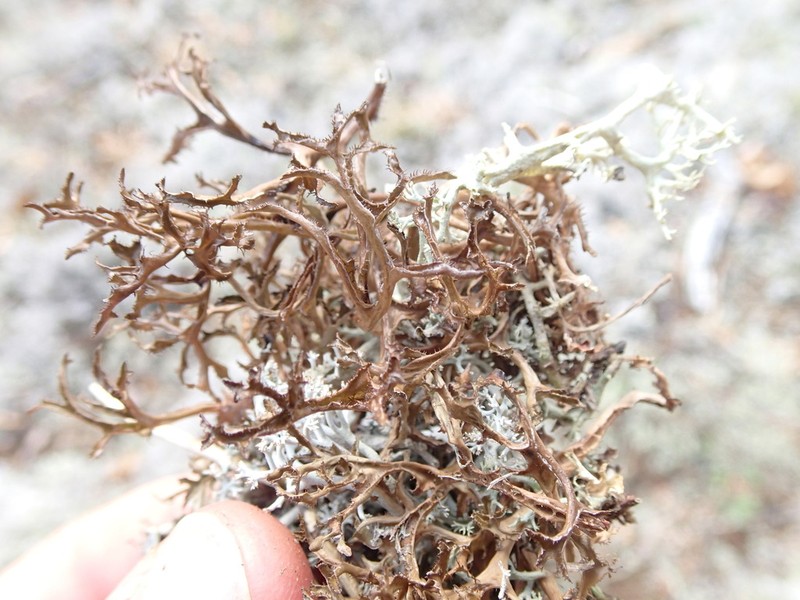Sandwort Cetraria Lichen photo 2