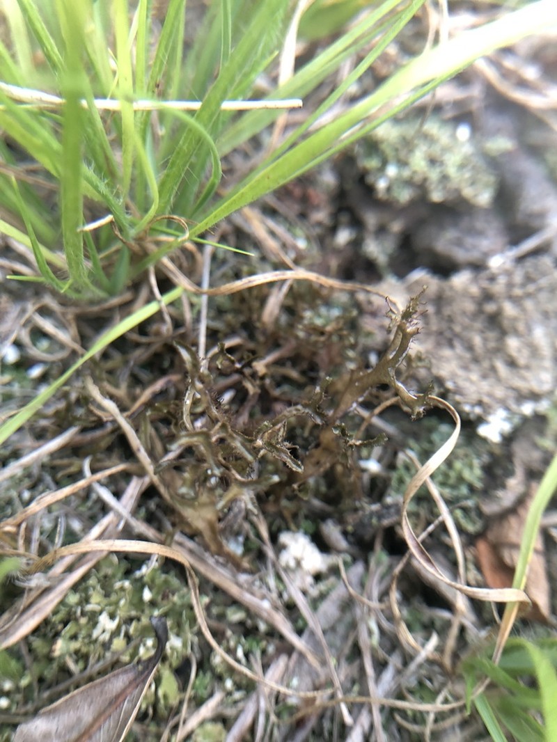 Sandwort Cetraria Lichen photo 3