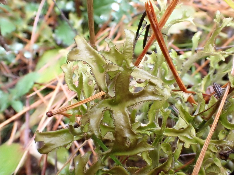 Sandwort Cetraria Lichen photo 4