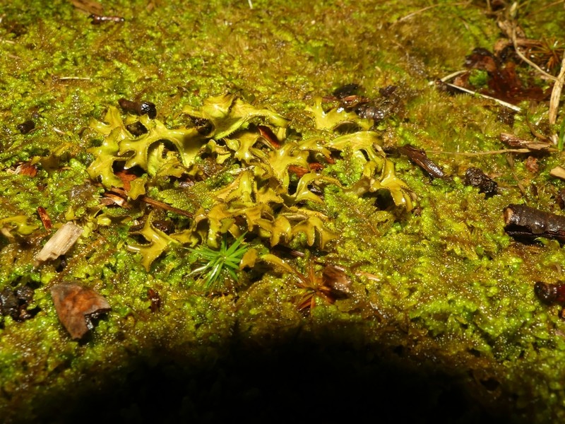 Sandwort Cetraria Lichen photo 5