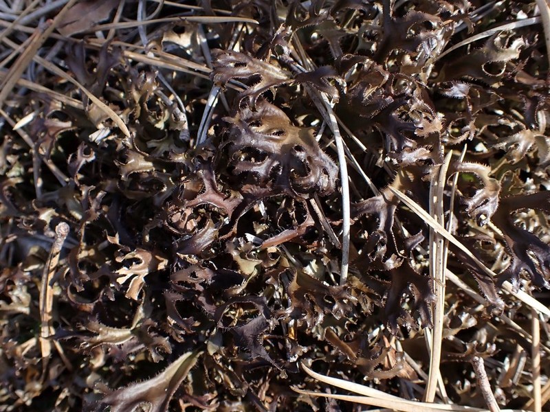 Sandwort Cetraria Lichen photo 6