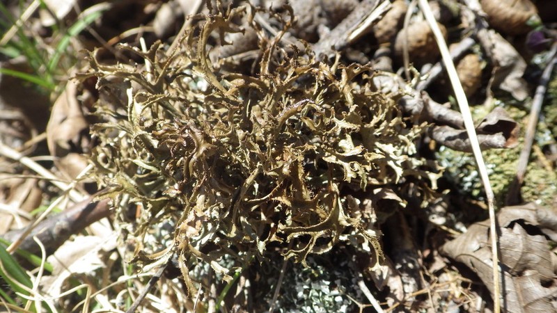 Sandwort Cetraria Lichen photo 7