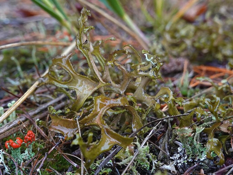 Sandwort Cetraria Lichen photo 8