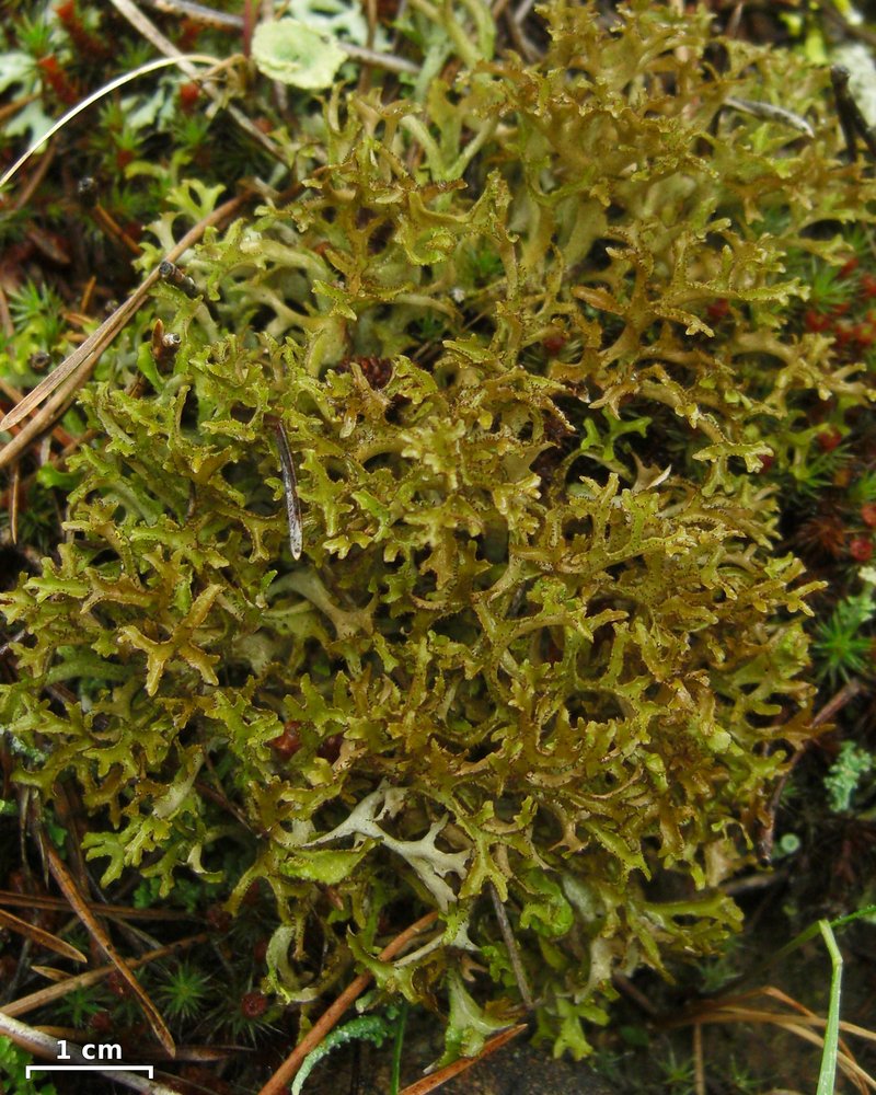 Cetraria Lichen