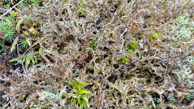 Cetraria Lichen