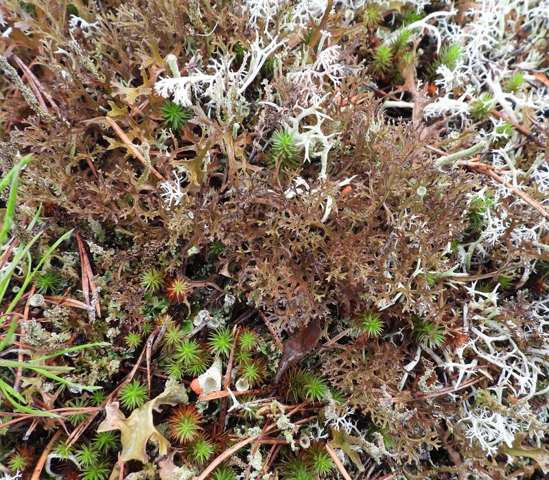 Cetraria Lichen photo 2