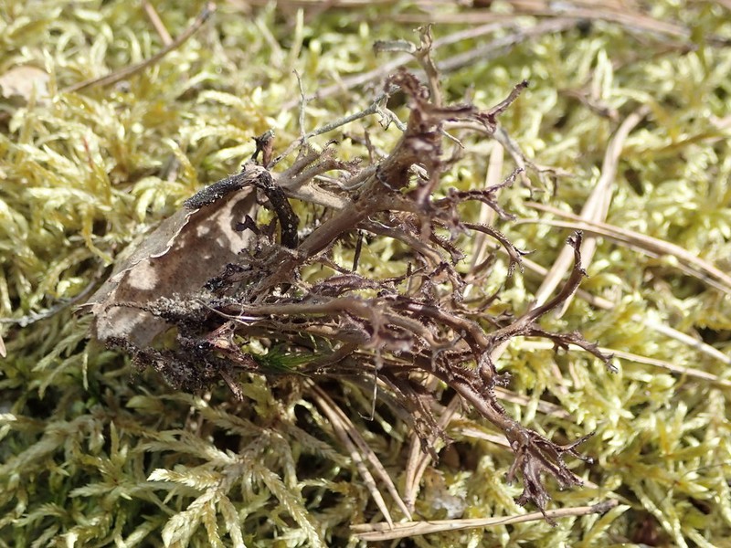 Cetraria Lichen photo 3