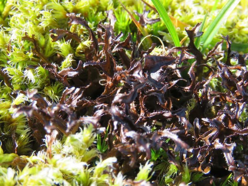 Cetraria Lichen photo 5