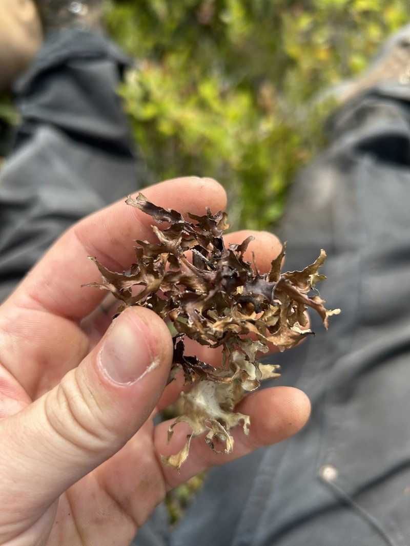 Cetraria Lichen photo 6