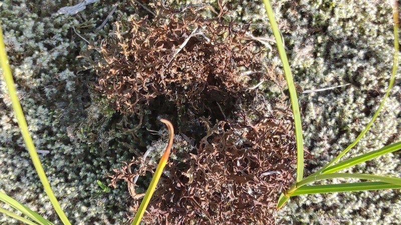 Cetraria Lichen photo 7