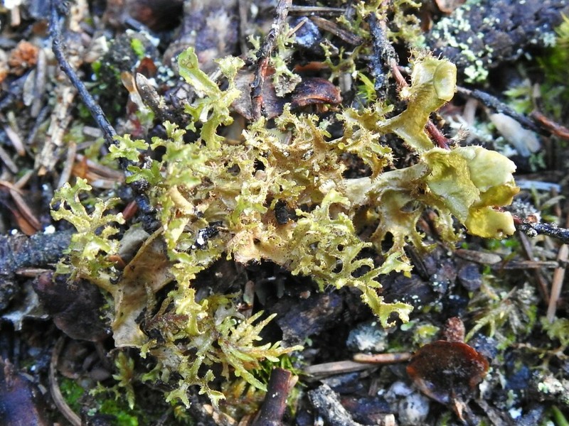 Cetraria Lichen photo 8
