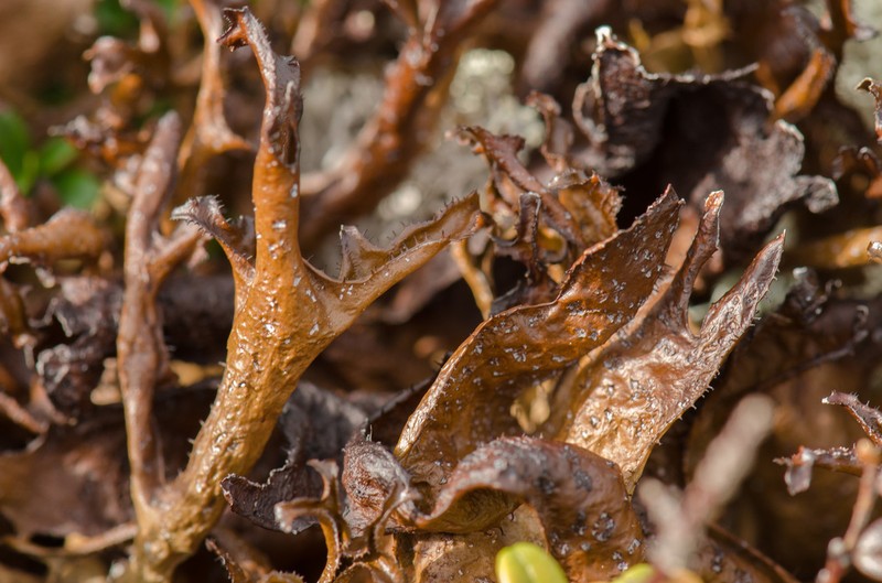 Island Cetraria Lichen