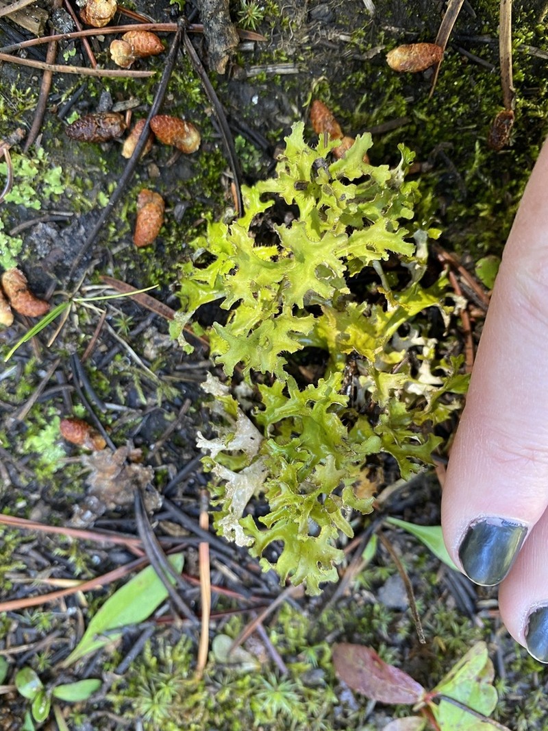 Island Cetraria Lichen photo 2